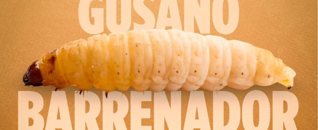 Taller de Control del Gusano Barrenador en el Municipio de Cerro Azul