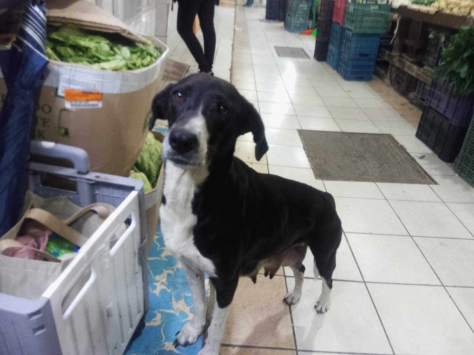 Capulina, una perrita en situación de calle, busca apoyo para salir adelante junto a sus cachorros